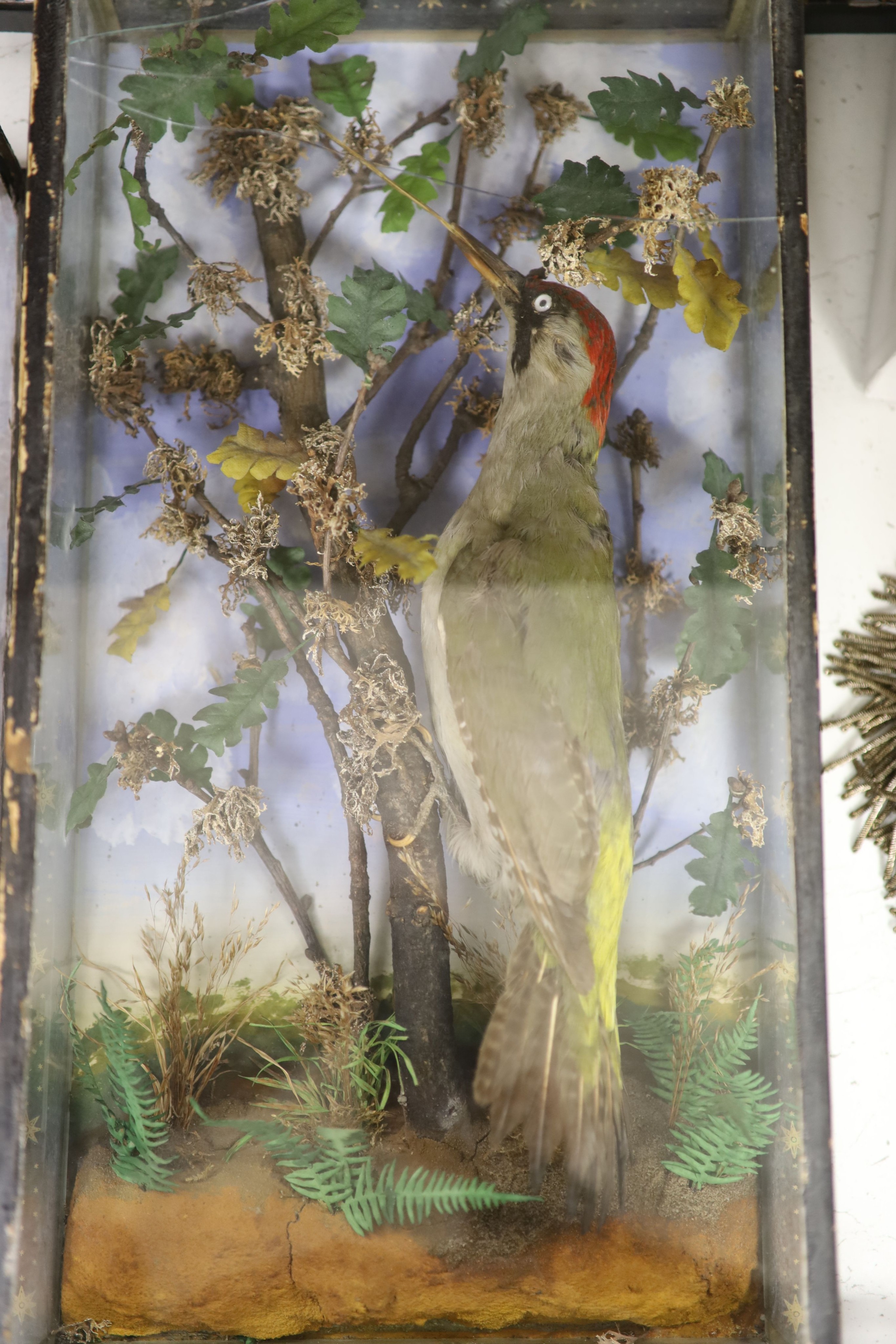 Two Cased Taxidermic European green woodpeckers, largest case, 64 cm high